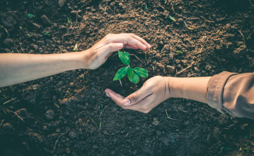 Two hands in the dirt around a baby plant growing.